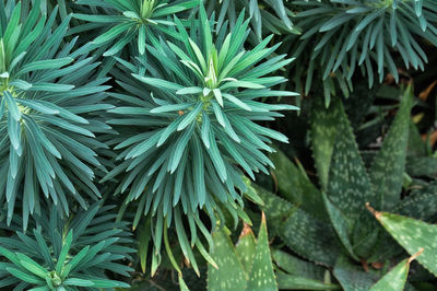 Close-up of leaves