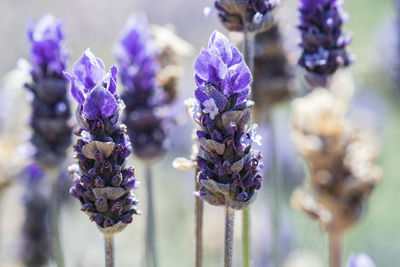 Close-up of purple lavender flowers