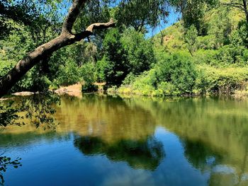 Scenic view of lake in forest