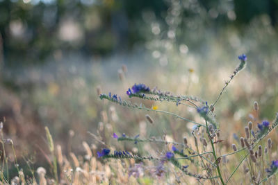 Close-up of lavender flowers