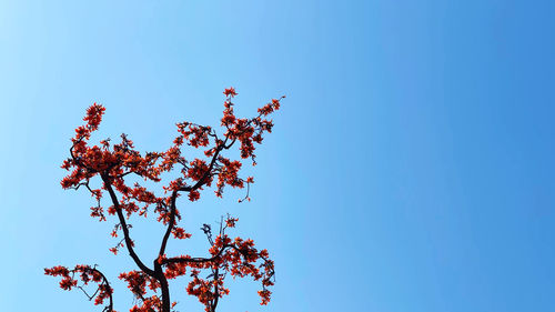 Low angle view of flowering plant against clear blue sky