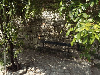 Plants growing on footpath