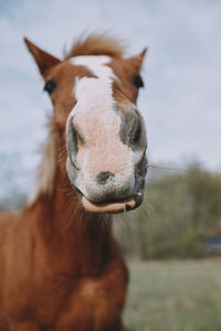 Horse standing on field