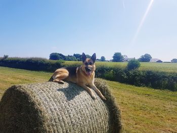 View of a dog on field