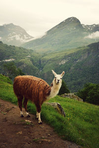 Giraffe standing on mountain against sky