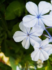 Close-up of white flowers