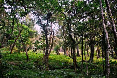 Trees in forest