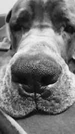 Close-up portrait of a dog