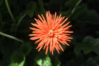 Close-up of orange flower blooming outdoors