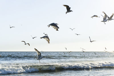 Birds flying over sea against clear sky