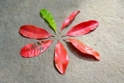 High angle view of red and leaves on plant
