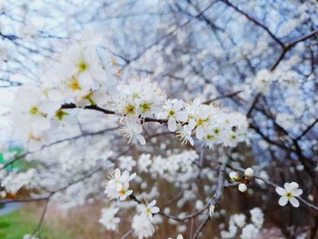 Close-up of white cherry blossoms in spring