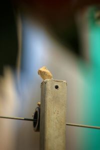 Low angle view of lizard on railing