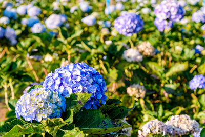 Close-up of blue hydrangea flowers