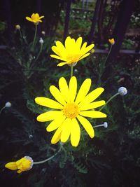 Close-up of yellow flowers