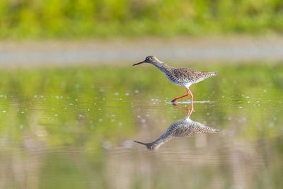 Side view of a bird with reflection in water