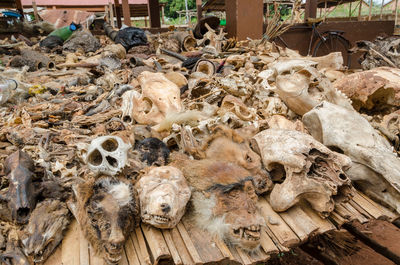Close-up of dead animals and animal parts at traditional voodoo fetish market in benin, africa