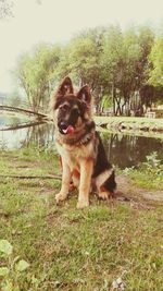 Portrait of dog in park