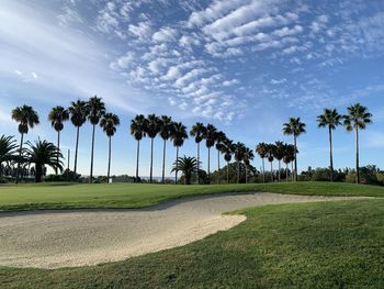 Palm trees on field against sky