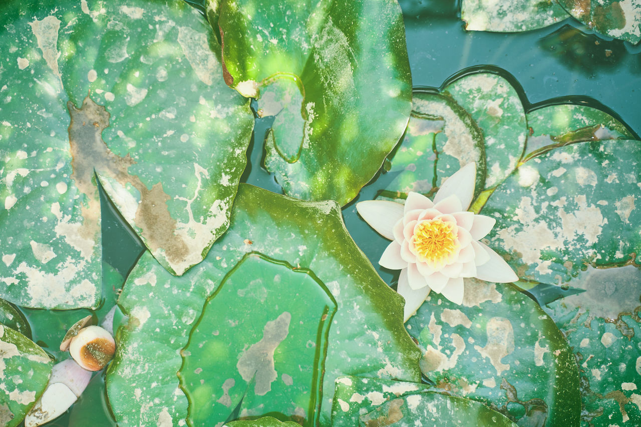 HIGH ANGLE VIEW OF WATER LILIES ON LEAVES FLOATING