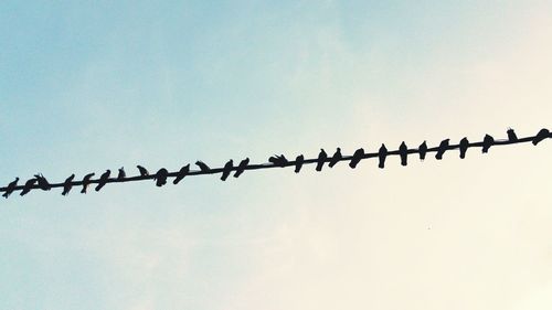 Low angle view of silhouette birds on barbed wire against clear sky
