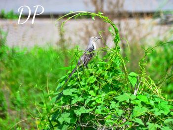 Close-up of bird perching on grass