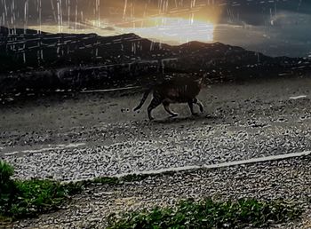 Dog lying down on land against sky