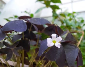 Close-up of white flowering plant