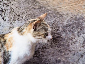 Close-up of a cat looking away