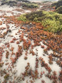 High angle view of crab on land