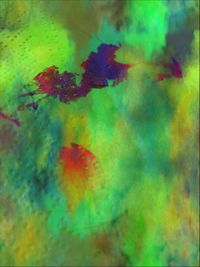 Full frame shot of colorful flowers