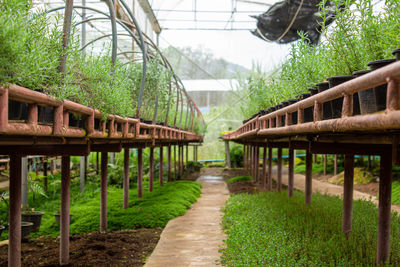 Walkway amidst trees on field