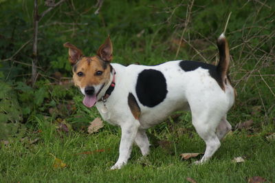Portrait of dog on field