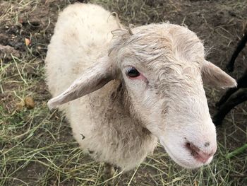 High angle view of sheep on field