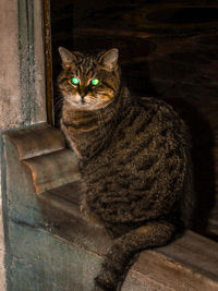 Portrait of cat sitting