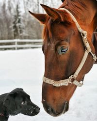 Close-up of horse on snow