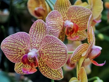 Close-up of pink orchid flowers