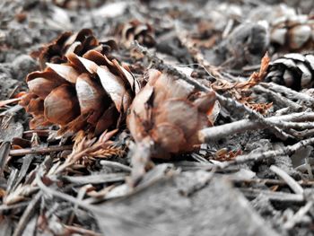 Close-up of pine cone in winter