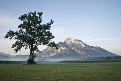 Tree on landscape against sky