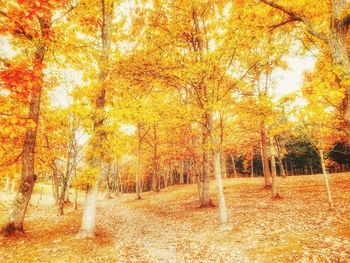 Trees in forest during autumn