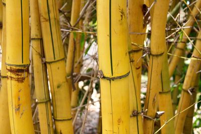 Close-up of bamboo