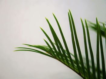 Close-up of wet plant