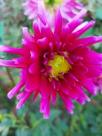 Close-up of pink flower blooming outdoors