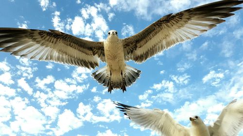 Low angle view of seagulls flying against sky