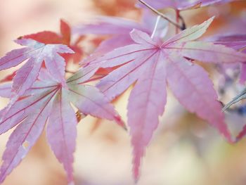 Close-up of flower on tree during autumn