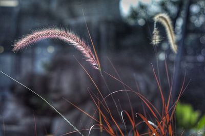 Close-up of dandelion on field