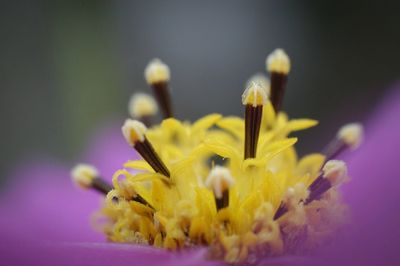 Detail shot of flower