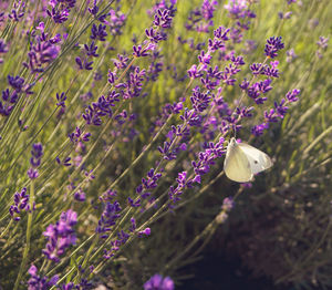 Lavander and butterfly