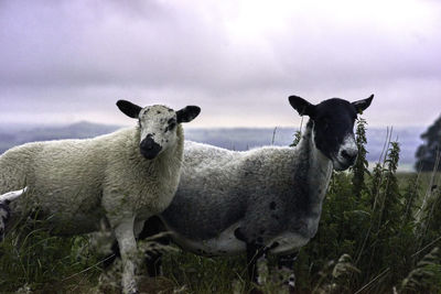 Portrait of sheep on a field