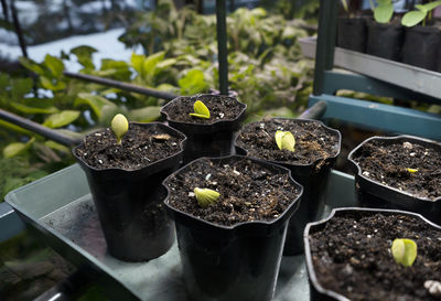 Young green cucumber seedling sprouts in seedling pots. growing of vegetables. selective focus.